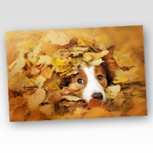 Fujicolor CA — Supreme Paper, 10" x 575', Gloss