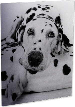 ChromaLuxe 5" x 7" Matte Clear HD Aluminum Photo Panel Case of 10