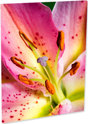 ChromaLuxe 8" x 12" Matte White HD Aluminum Photo Panel Case of 10