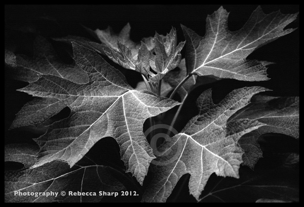 “Emerging Leaves no. 1” Photography by Becky Sharp