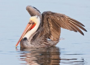 Pelican Capture